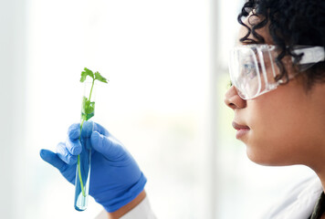 Science, research and woman with plant in test tube for gmo development, growth or inspection in...