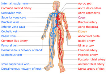 血管分布　動脈　静脈　イラスト　英語