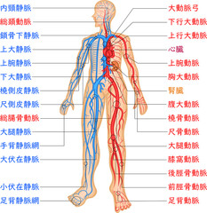 血管分布　動脈　静脈　イラスト　日本語