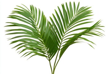 Fototapeta premium Transparent PNG featuring a tiny palm leaf tree with a white background.