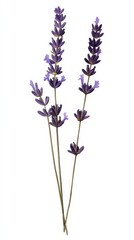 Naklejka premium Detailed PNG representation of a lone minimalistic lavender flower pressed onto paper.