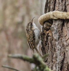 Tree creeper small bird foraging in the mark on a tree trunk in the woodland