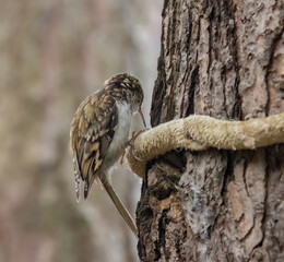 Tree creeper small bird foraging in the mark on a tree trunk in the woodland