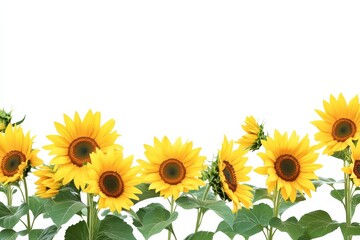 Fototapeta premium PNG graphic depicting a floral border with sunflowers from the Asteraceae plant family.