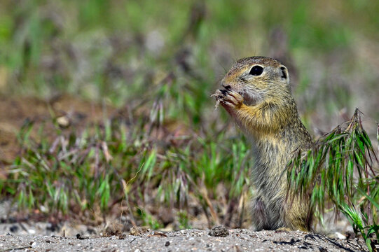 European ground squirrel // Europ&auml;ischer Ziesel (Spermophilus citellus) - Danube Delta, Romania