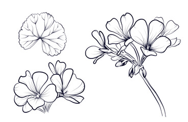 A set of hand-drawn geranium flowers vector