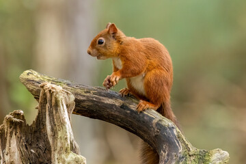 Curious little scottish red squirrel in the forest