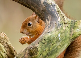 Close up of a cute little scottish red squirrel eating a nut in the forest
