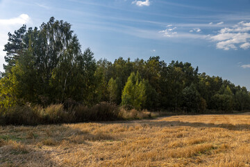 A field of trees with a clear blue sky in the background