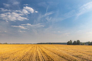 A field of yellow grass with a clear blue sky in the background