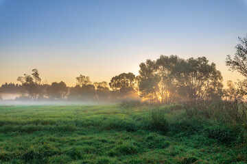 A field of grass with trees in the background