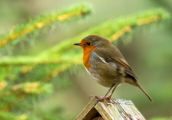Fototapeta premium Beautiful robin redbreast bird perched in the forest with natural green background