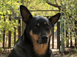 Australian kelpie dog close-up.