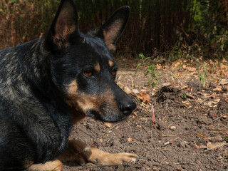 Australian kelpie dog close-up.
