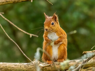 Curious little scottish red squirrel in the forest