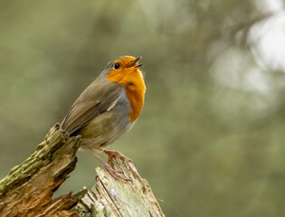 Close up of a robin redbreast singing 