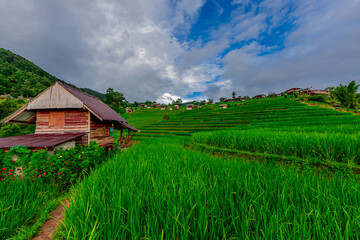 Natural background on the mountain with green rice terraces. Pa Bong Piang is one of the beautiful...
