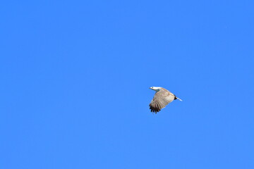 white-bellied sea eagle