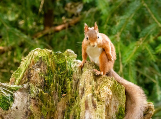Curious little scottish red squirrel in the forest