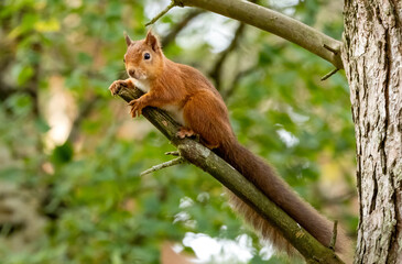 Curious little scottish red squirrel in the forest