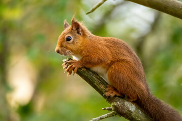 Curious little scottish red squirrel in the forest