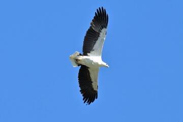 white-bellied sea eagle