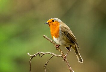 Beautiful robin redbreast bird perched in the forest with natural green background