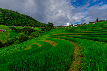 Natural background on the mountain with green rice terraces. Pa Bong Piang is one of the beautiful...