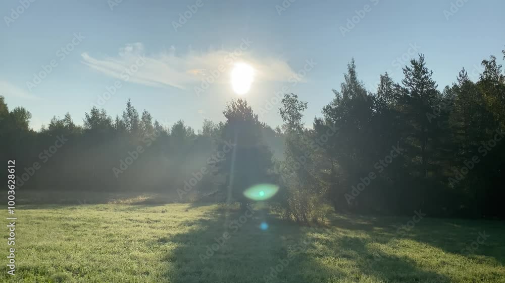 Wall mural sun and sunlight in the morning in the autumn forest