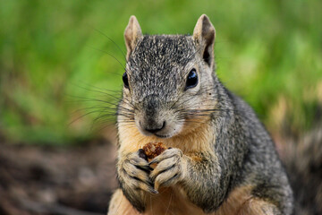 Front view Squirrel close up holding a nut by it's face
