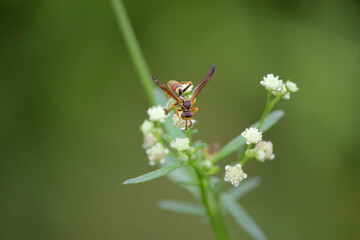 Red and Yellow Wasp Collecting Pollen On A White flowwer