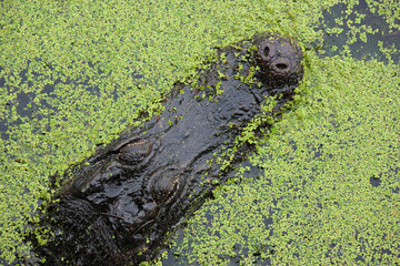 Scaled Alligator Crocodile Head with swamp greenery