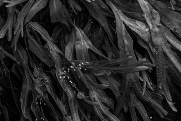 Tangled Beauty: Seaweed in Monochrome