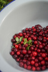 Wild Northern Berries: Nature's Sweet Treats