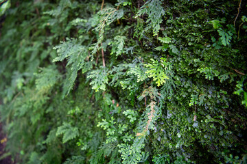 Spike moss growing on lush green moss covered cliff on Hawaiian trail