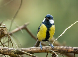 Close up of a beautiful great tit bird perched on a branch with natural background 