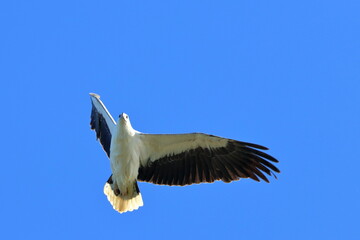 white-bellied sea eagle