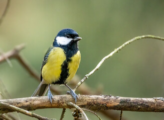 Close up of a beautiful great tit bird perched on a branch with natural background 