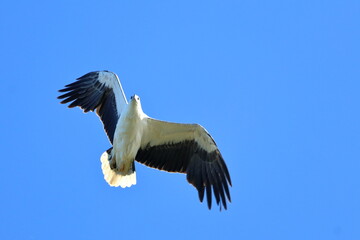 white-bellied sea eagle