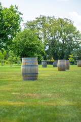 Obraz premium Wine barrels used as tables stand on a green field. Tall beautiful trees and clouds in the background