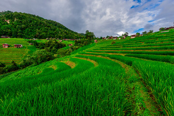Natural background on the mountain with green rice terraces. Pa Bong Piang is one of the beautiful...