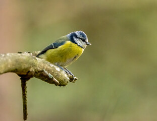 Cute little blue tit foraging around a tree branch looking for insects with natural background