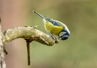 Cute little blue tit foraging around a tree branch looking for insects with natural background