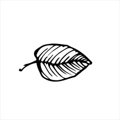 Detailed monochrome leaf illustration showcasing veins and contours. Great for modern decor, seasonal art, or minimalist botanical themes.