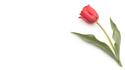 Fototapeta premium Tulip on solid white background, single object
