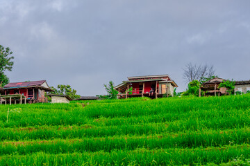 Natural background on the mountain with green rice terraces. Pa Bong Piang is one of the beautiful...