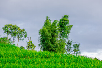 Natural background on the mountain with green rice terraces. Pa Bong Piang is one of the beautiful...