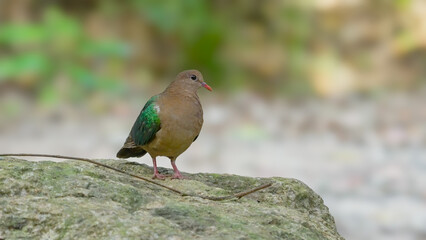 a common emerald dove, standing on a rock, faces the camera at lake eacham in nth qld, australia