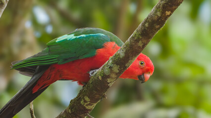 a low angle shot of a male king parrot wiping its beak on a branch at lake eacham in nth qld, australia
