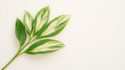 Ctenanthe leaf on solid white background, single object